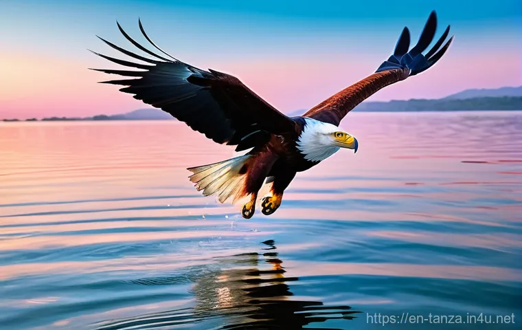 탄자니아의 대형 호수 빅토리아호 - A majestic African fish eagle, with its characteristic white head and chest, captured in mid-flight,...